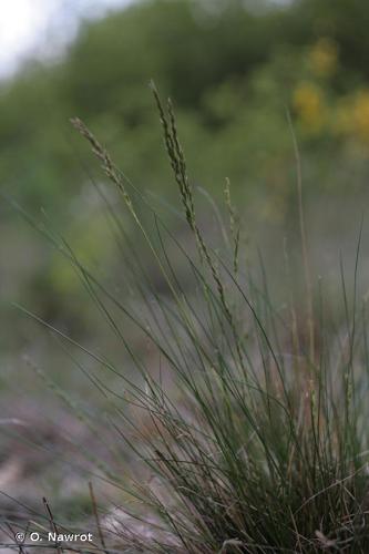 Fétuque à feuilles longues (Festuca longifolia) © O. Nawrot