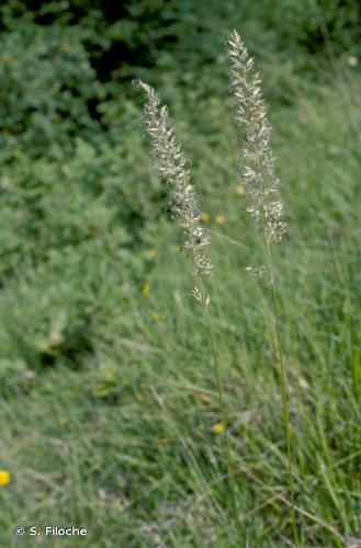 Koelérie pyramidale (Koeleria pyramidata) © S. Filoche