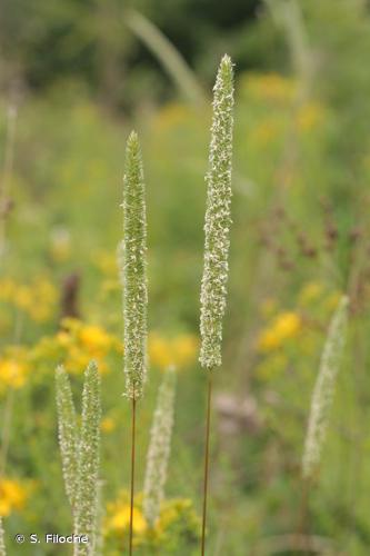 Fléole de Boehmer (Phleum phleoides) © S. Filoche