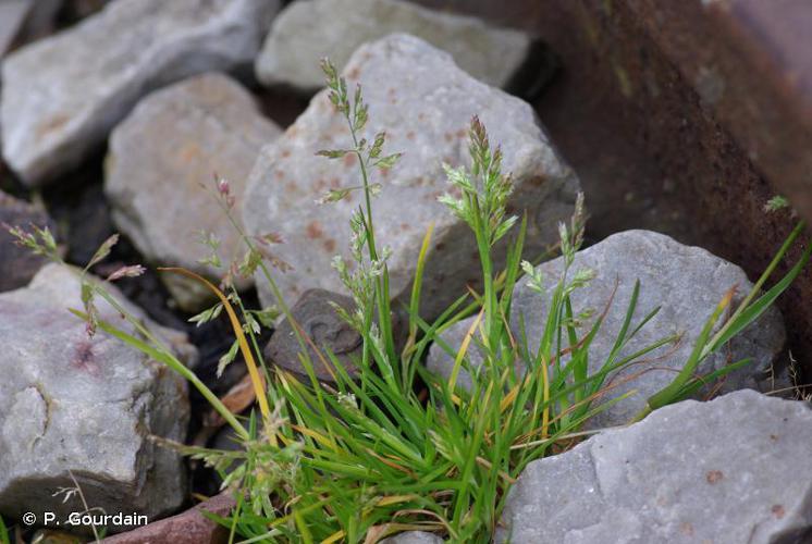 Pâturin annuel (Poa annua) © P. Gourdain