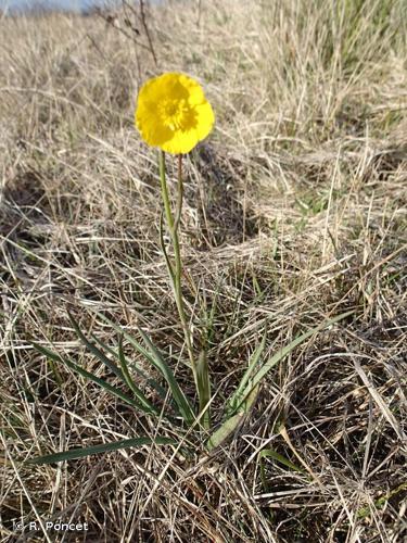 Renoncule graminée (Ranunculus gramineus) © R. Poncet