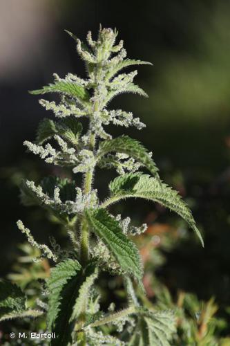 Ortie brulante (Urtica urens) © M. Bartoli