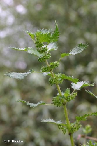 Ortie brulante (Urtica urens) &copy; S. Filoche