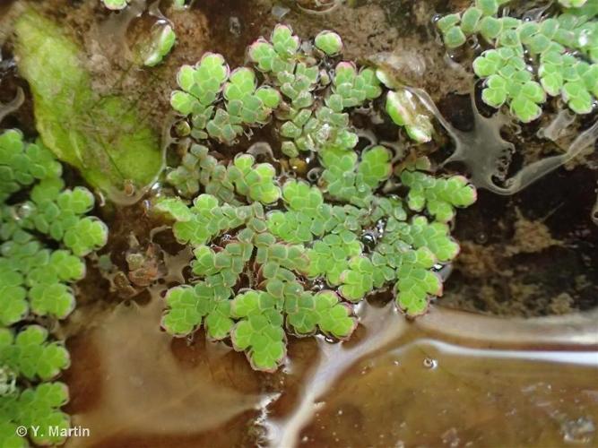 Azolla fausse-fougère (Azolla filiculoides) © Y. Martin