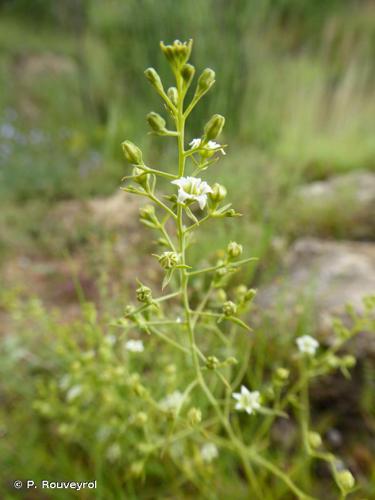 Thésium couché (Thesium divaricatum) © P. Rouveyrol