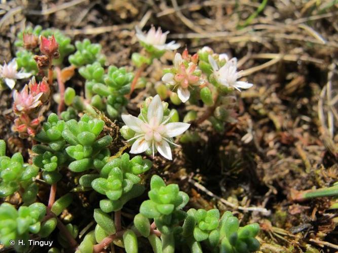 Orpin anglais (Sedum anglicum) © H. Tinguy