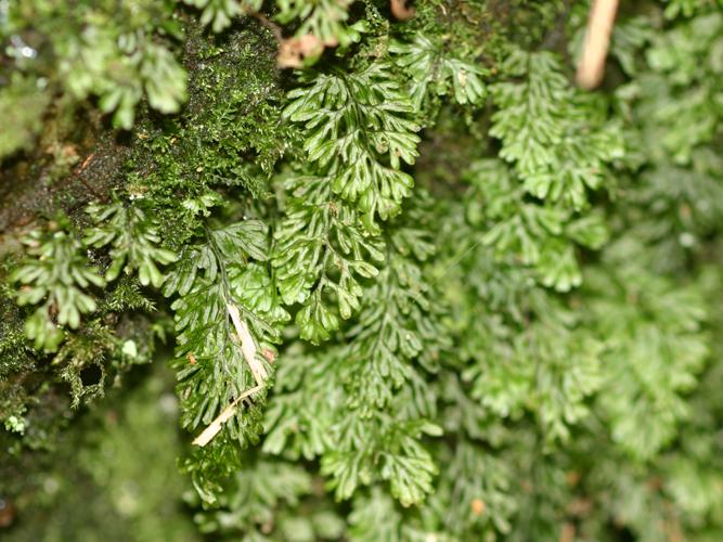 Hyménophyllum de Tunbridge (Hymenophyllum tunbrigense) © Roland Théaud