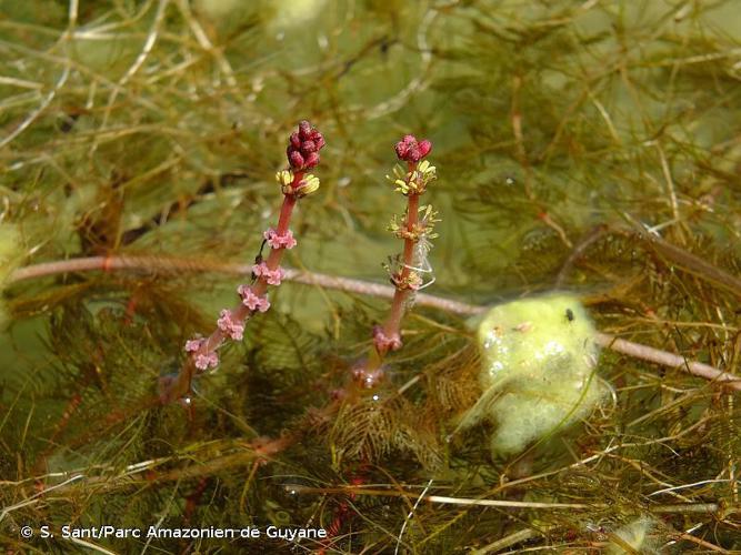 Myriophylle à épis (Myriophyllum spicatum) © S. Sant/Parc Amazonien de Guyane