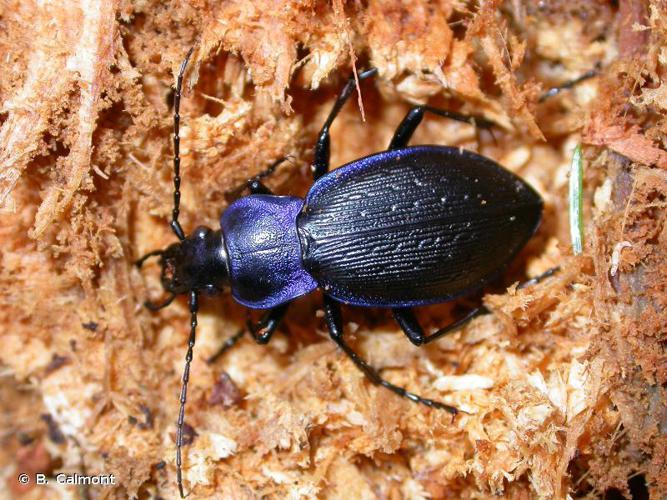 Carabe problématique (Carabus problematicus) © B. Calmont