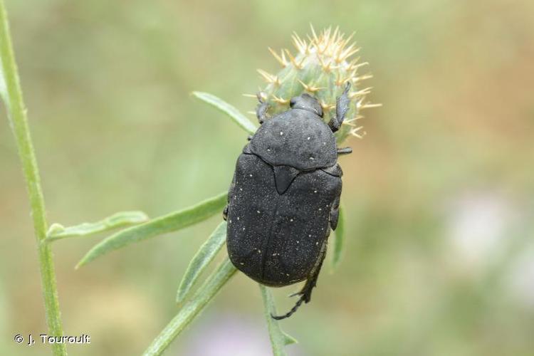 Cétoine noire (la) (Netocia morio morio) © J. Touroult