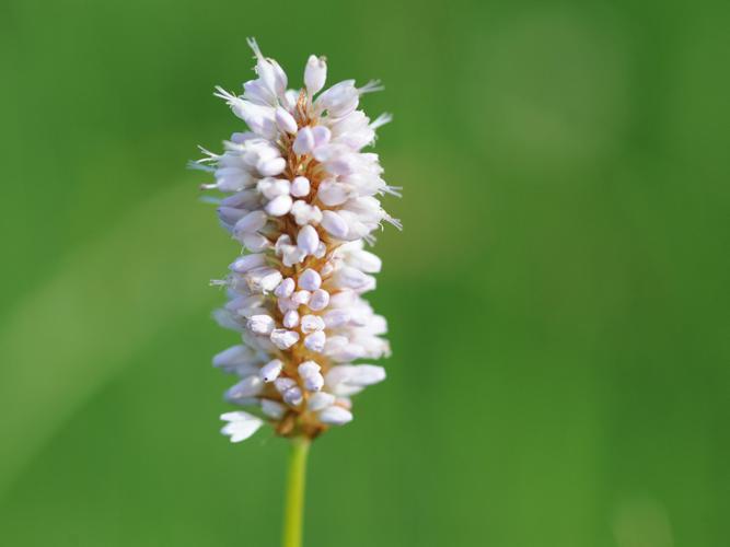 Renouée bistorte (Bistorta officinalis) © Michel Ameline