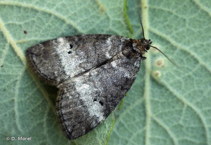 Double-Ligne (La) (Ochropacha duplaris) © D. Morel