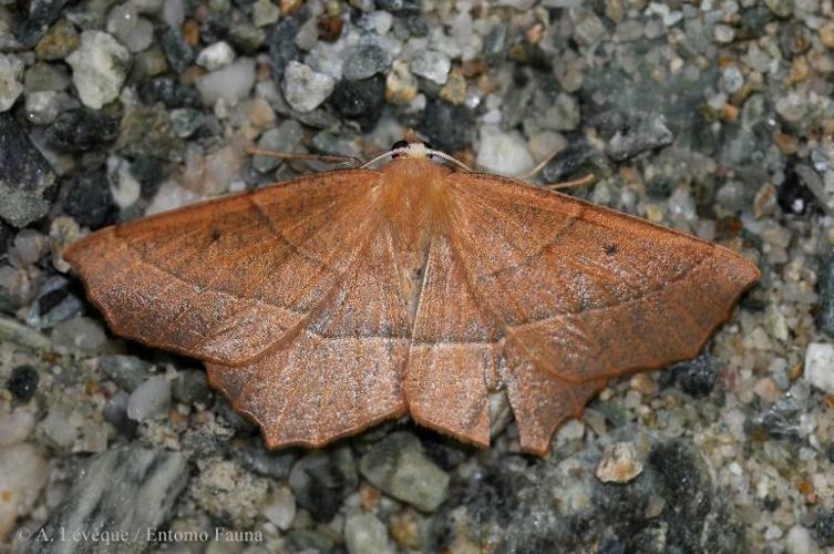 Phalène honorée (La) (Gerinia honoraria) © A. LEVEQUE (Entomo Fauna)