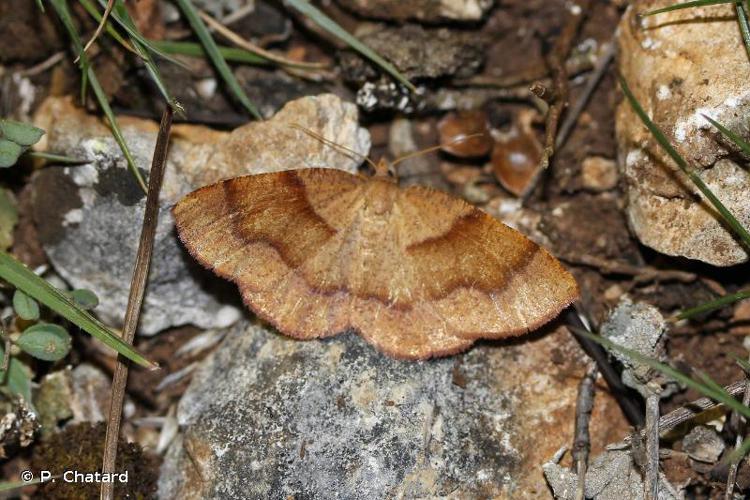 Numérie poudrée (La) (Plagodis pulveraria) © P. Chatard