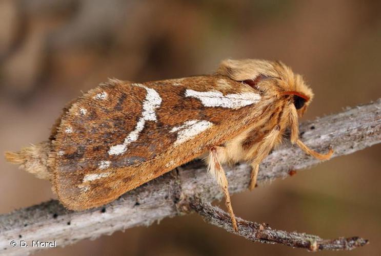 Louvette (La) (Pharmacis lupulina) © D. Morel