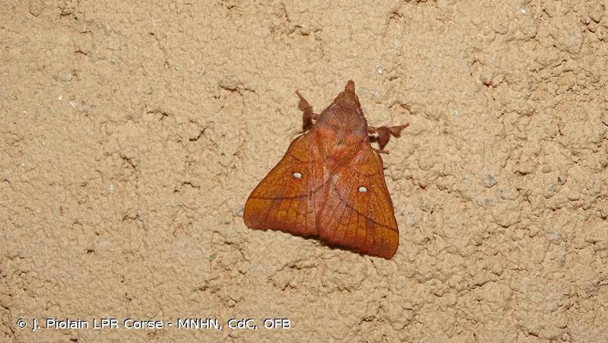 Feuille-Morte du Prunier (La) (Odonestis pruni) © J. Piolain LPR Corse - MNHN, CdC, OFB