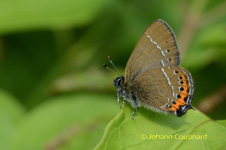 Thécla du Prunier (La) (Satyrium pruni) © Johann Cousinard