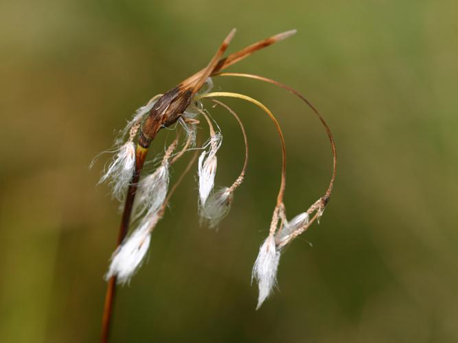 Linaigrette à feuilles larges (Eriophorum latifolium) © Roland Théaud