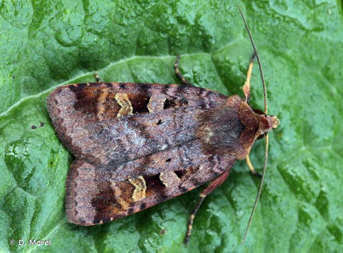 Point noir (Le) (Diarsia brunnea) © D. Morel