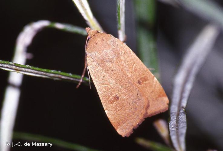 Hulotte (La) (Noctua comes) © J.-C. de Massary