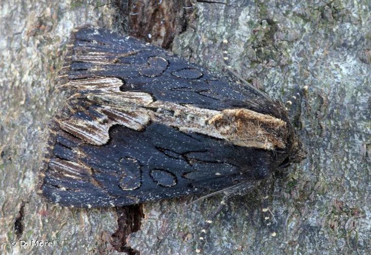 Noctuelle hérissée (La) (Dypterygia scabriuscula) © D. Morel