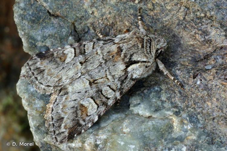 Noctuelle de l'Osier (Brachylomia viminalis) © D. Morel