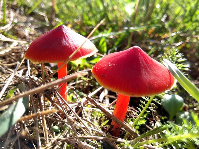Hygrocybe cochenille (Hygrocybe coccinea) © Sylvain Montagner