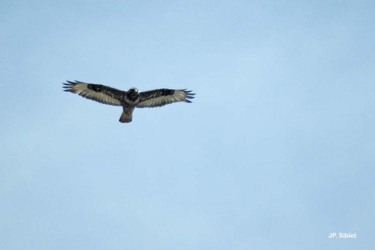 Buse pattue (Buteo lagopus) © J.P. Siblet