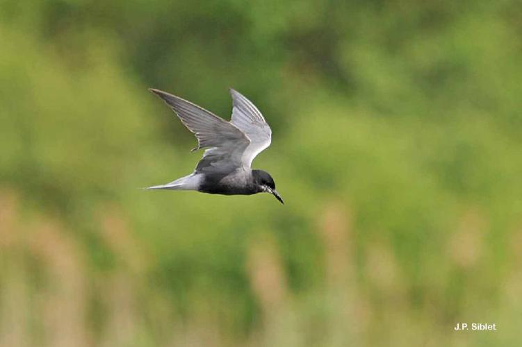 Guifette noire (Chlidonias niger) © J.P. Siblet