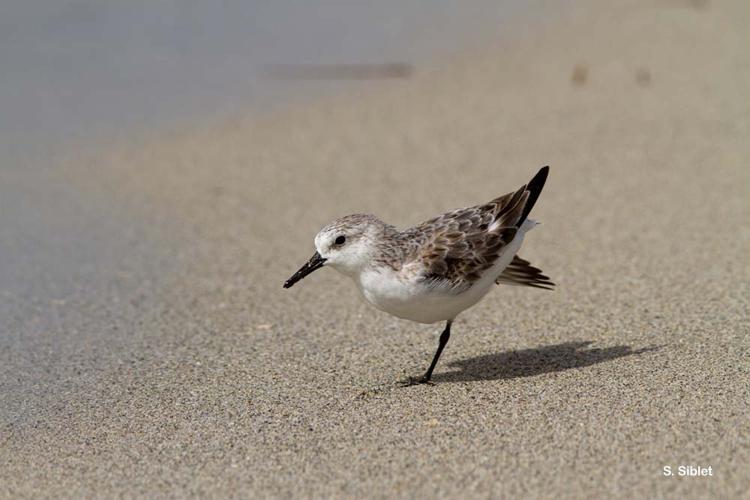 Bécasseau sanderling (Calidris alba) © S. Siblet