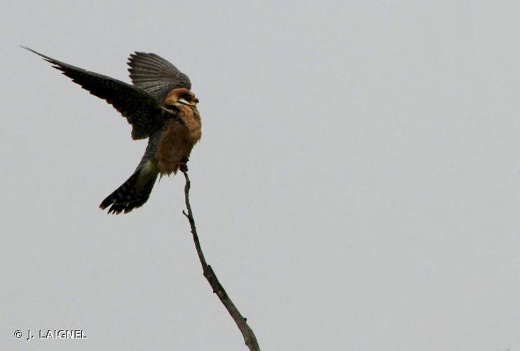 Faucon kobez (Falco vespertinus) © J. LAIGNEL