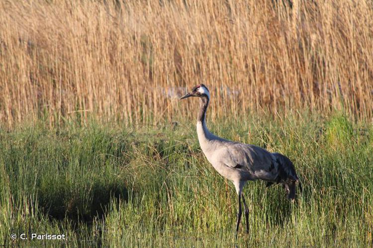 Grue cendrée (Grus grus) © C. Parissot