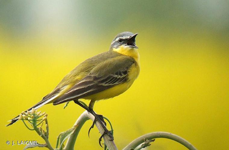 Bergeronnette printanière (Motacilla flava) © J. LAIGNEL