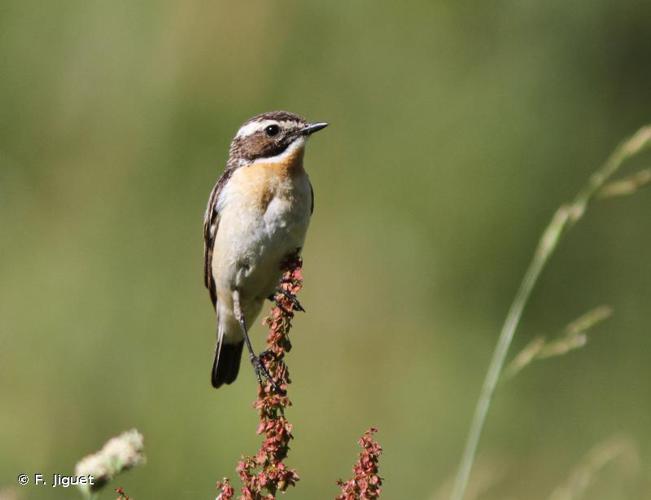 Traquet tarier (Saxicola rubetra) © F. Jiguet