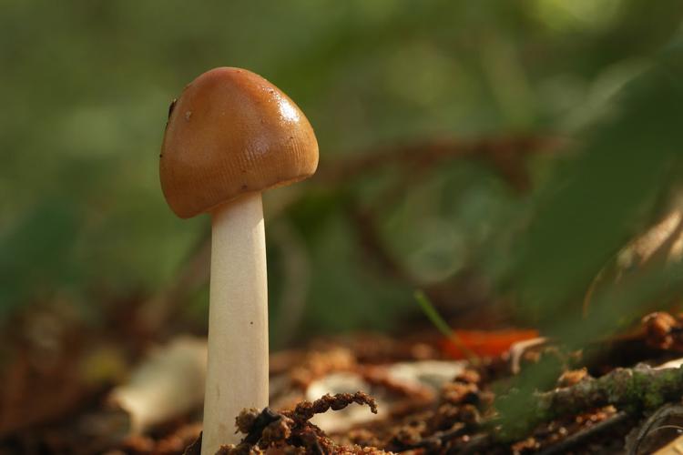 Amanite fauve (Amanita fulva) © Sylvain Montagner