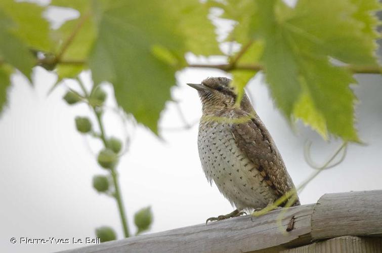 Torcol fourmilier (Jynx torquilla) © Pierre-Yves Le Bail