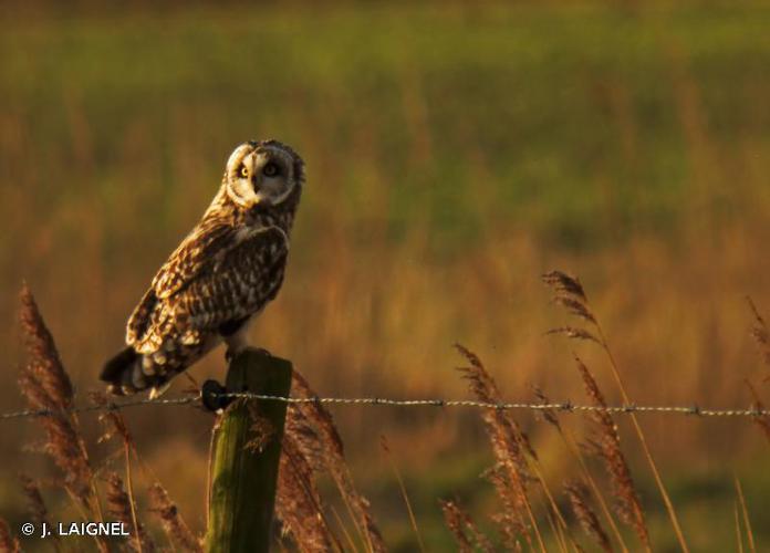 Hibou des marais (Asio flammeus) © J. LAIGNEL