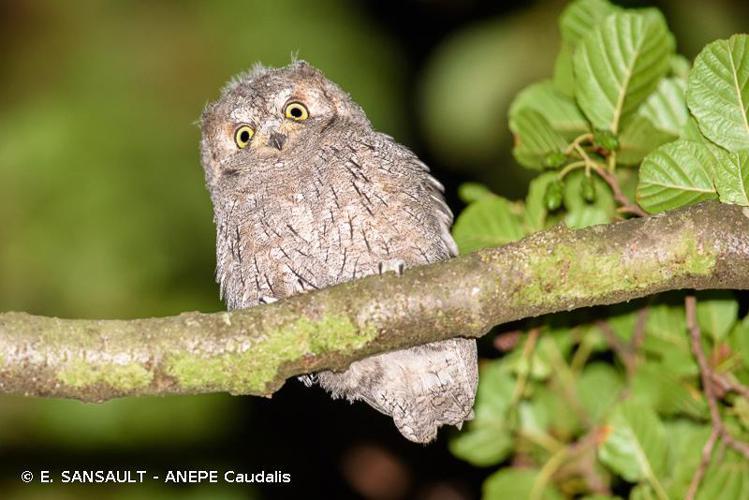 Hibou petit-duc (Otus scops) © E. SANSAULT - ANEPE Caudalis