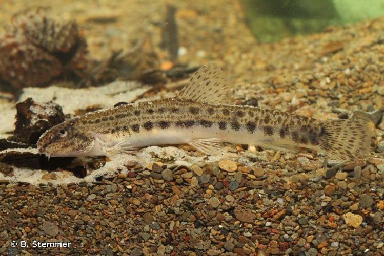 Loche de rivière (Cobitis taenia) © B. Stemmer