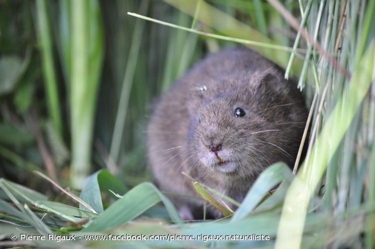 Campagnol amphibie (Arvicola sapidus) © Pierre Rigaux - www.facebook.com/pierre.rigaux.naturaliste