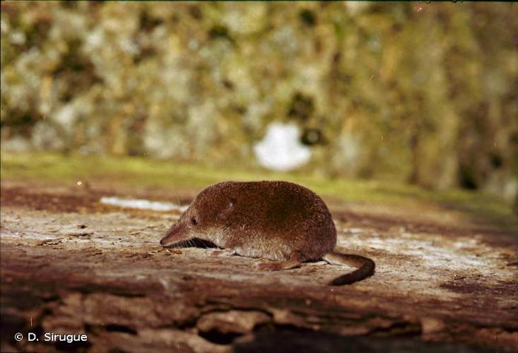 Musaraigne pygmée (Sorex minutus) © D. Sirugue