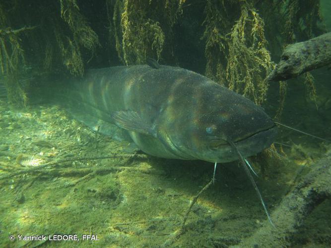 Silure glane (Silurus glanis) © Yannick LEDORÉ, FFAL