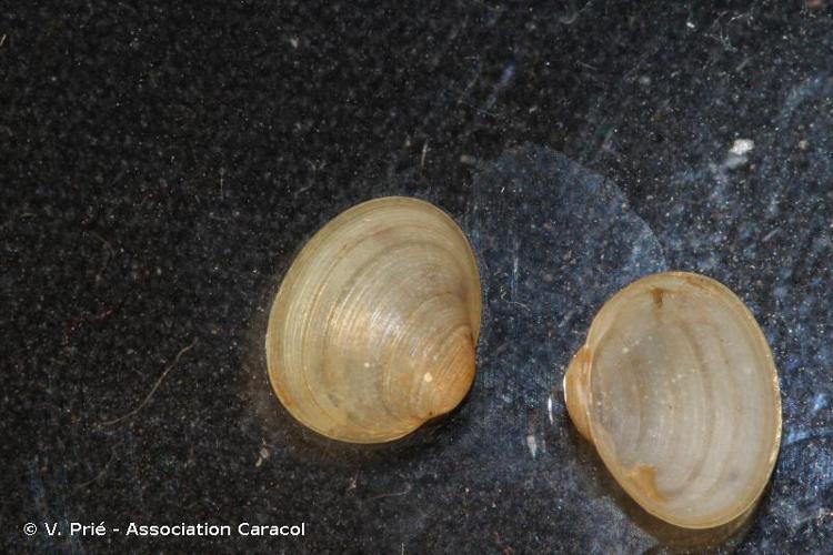 Pisidie de Lamarck (Euglesa obtusalis) © V. Prié - Association Caracol