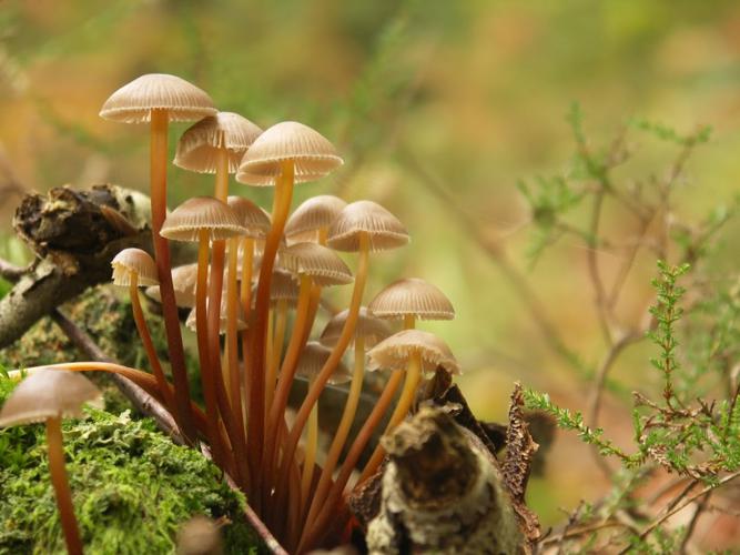 Mycène incliné (Mycena inclinata) © Sylvain Montagner