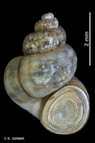 Bithynie nordique (Bithynia leachii) © R. GERBER
