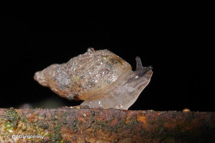 Ambrette terrestre (Succinella oblonga) © O. Gargominy