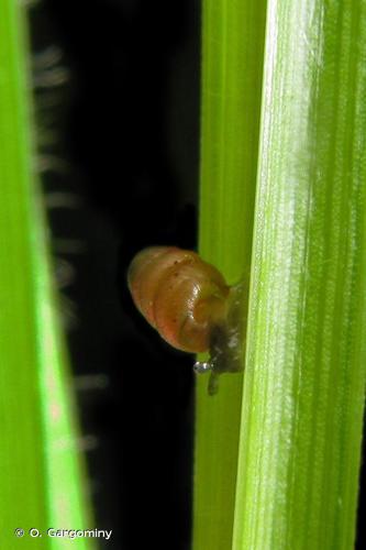 Columelle édentée (Columella edentula) © O. Gargominy