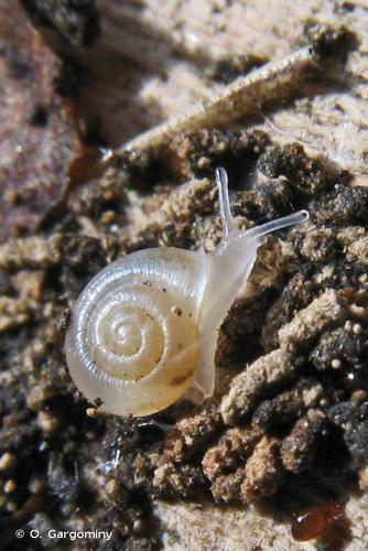 Vallonie trompette (Vallonia pulchella) © O. Gargominy