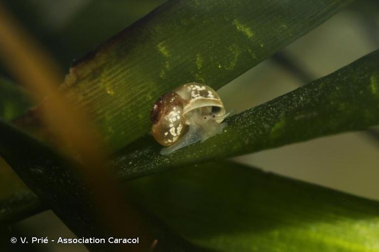 Valvée porte-plumet (Valvata piscinalis) © V. Prié - Association Caracol