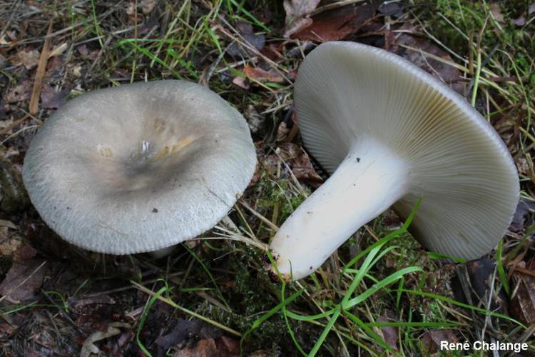 Russule plume de canard (Russula anatina) © R. Chalange